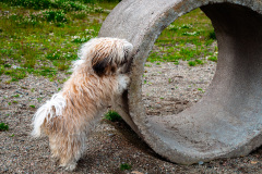 Knuffar