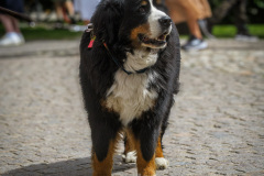 Fyrbent marknadsbesökare.